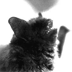 A shrieking bat.