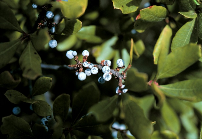 Bitter berries